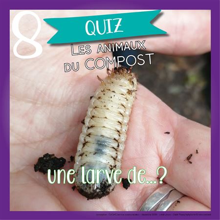 Jour 8 : quiz animaux du compost