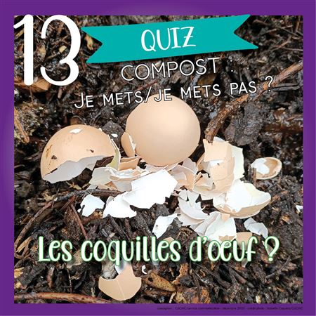 Vignette 2, jour 13 : coquilles d