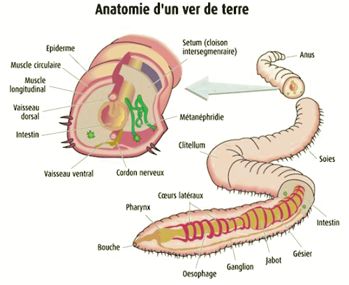 anatomie ver de terre